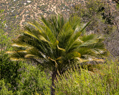 Jubaea chilensis