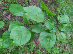 Betula pubescens