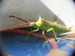 Gonocerus insidiator