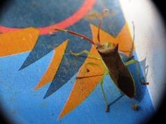Gonocerus insidiator