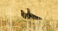 Pyrrhocorax pyrrhocorax erythroramphos