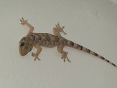 Hemidactylus mabouia