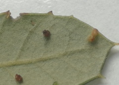 Contarinia ilicis