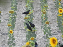 Pyrrhocorax pyrrhocorax erythroramphos