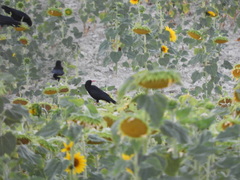Pyrrhocorax pyrrhocorax erythroramphos