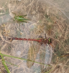 Anaciaeschna jaspidea