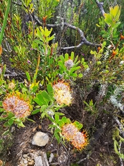Leucospermum cuneiforme
