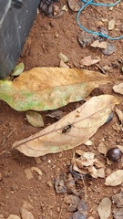 Hoplomutilla