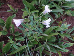 Monsonia burkeana