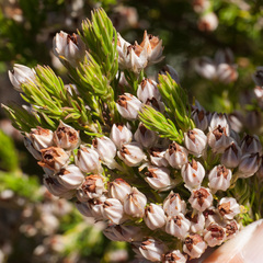Erica triflora