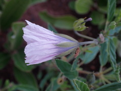 Monsonia burkeana