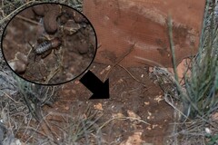 Paramogoplistes novaki