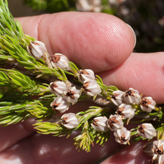 Erica triflora