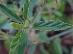 Monsonia burkeana