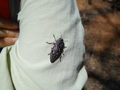 Chalcophora angulicollis