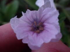Monsonia burkeana