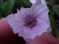 Monsonia burkeana