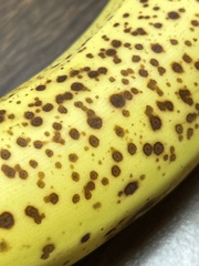 Mucor circinelloides