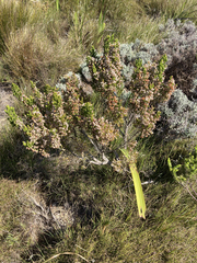 Erica triflora