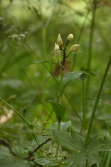 Cephalanthera damasonium