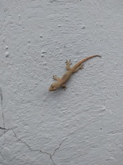 Hemidactylus garnotii