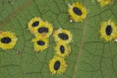 Aleurocanthus ceracroceus