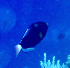 Melichthys vidua