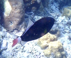 Melichthys vidua