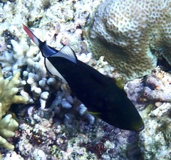 Melichthys vidua