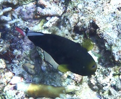 Melichthys vidua
