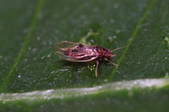 Cacopsylla pyricola