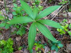 Lilium martagon pilosiusculum