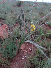 Hypoxis rigidula