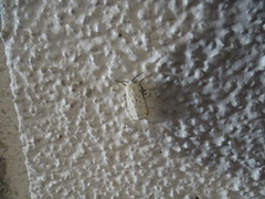 Spilosoma lubricipeda