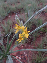 Hypoxis rigidula