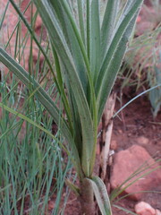 Hypoxis rigidula