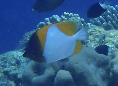 Hemitaurichthys polylepis