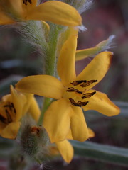 Hypoxis rigidula