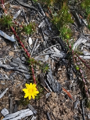Osteospermum subulatum