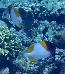 Hemitaurichthys polylepis