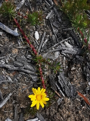 Osteospermum subulatum