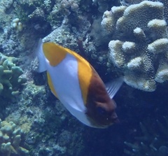 Hemitaurichthys polylepis