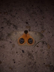 Automeris liberia