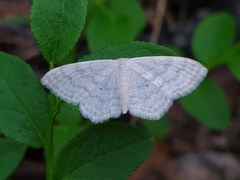 Scopula floslactata