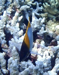 Hemitaurichthys polylepis