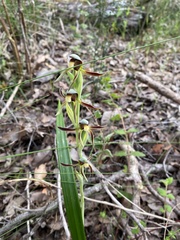 Lyperanthus serratus