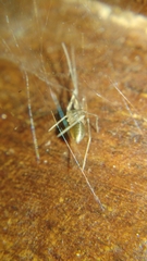 Cithaeron praedonius