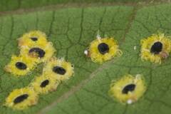 Aleurocanthus ceracroceus