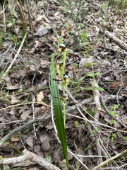 Lyperanthus serratus