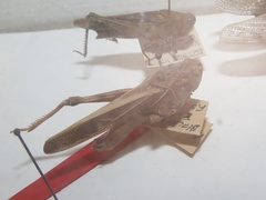 Pardalophora apiculata